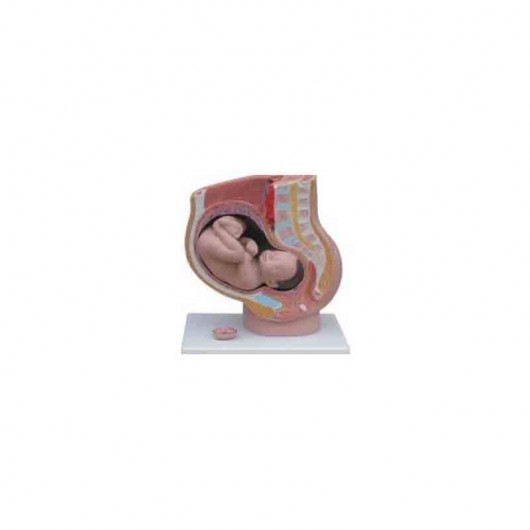 Mini Model Childbirth Education Set | Childbirth Graphics