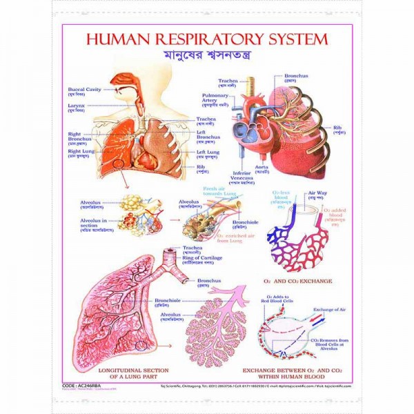 Human Respiratory Chart