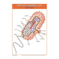 BACTERIA CHART STRUCTURE & TYPE